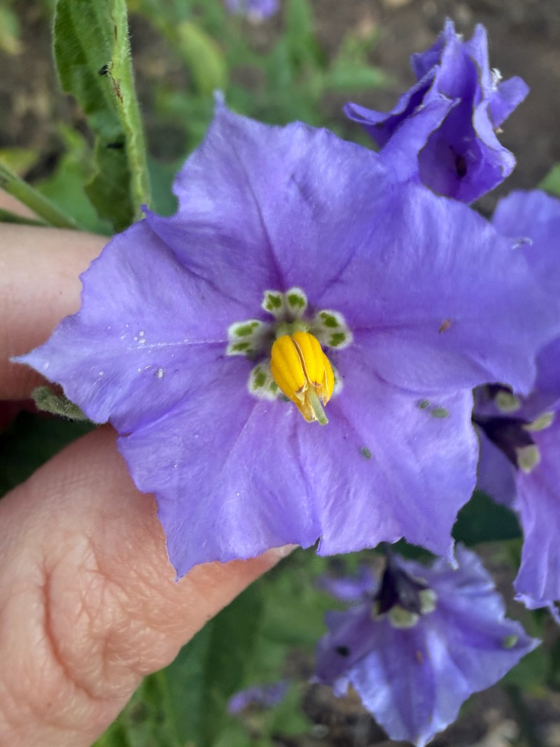 Chaparral Nightshade photo 7