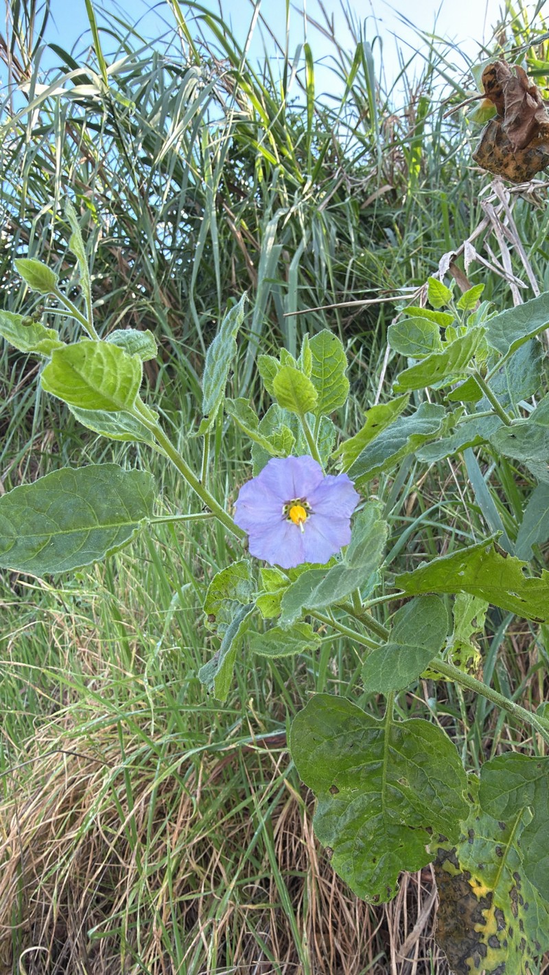 Chaparral Nightshade photo 8