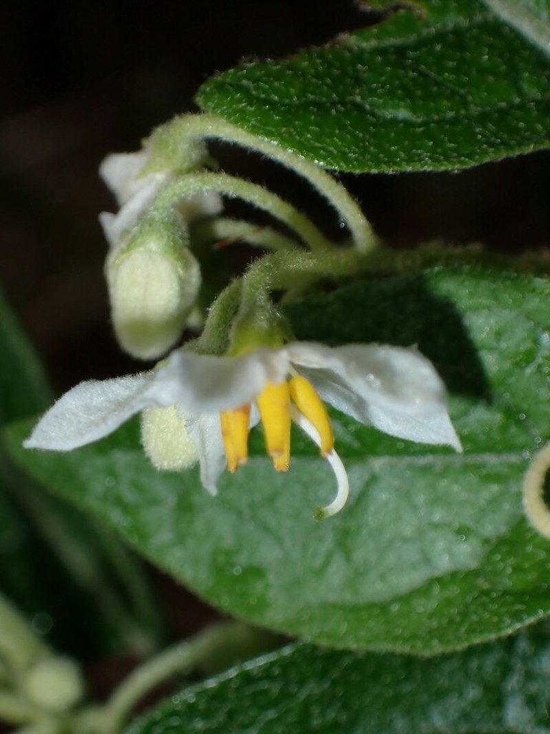 Solanum vanuatuense photo 2