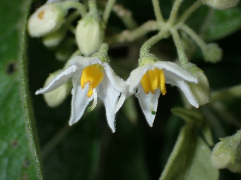 Solanum vanuatuense photo 3