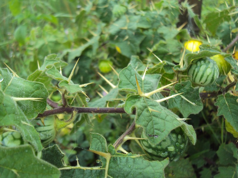 Tropical Soda Apple photo 5