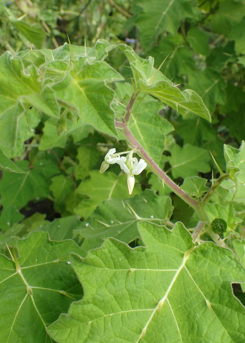 Tropical Soda Apple photo 6