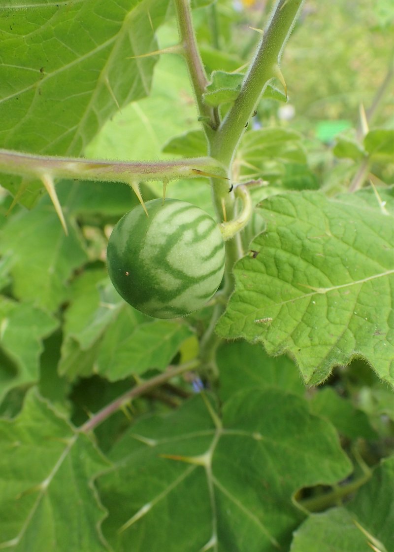 Tropical Soda Apple photo 7