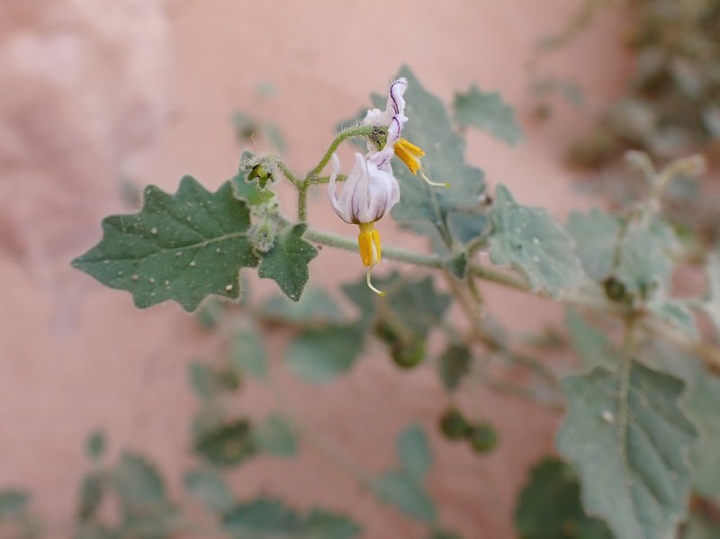 Hairy Nightshade