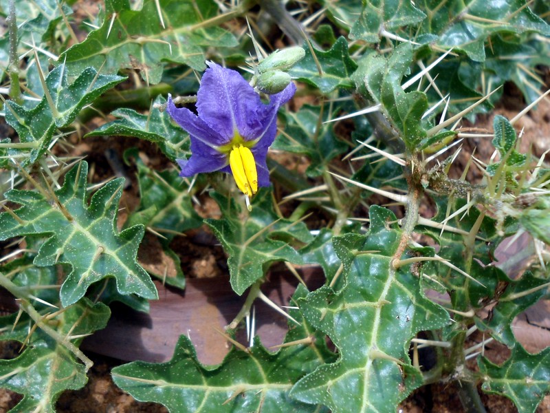 Surattense Nightshade photo 3