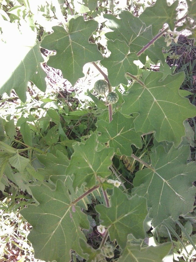 Surattense Nightshade