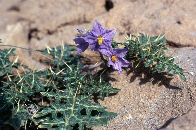 Surattense Nightshade photo 4