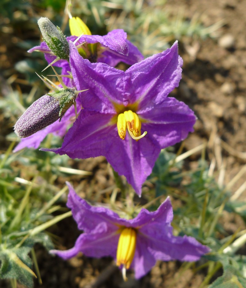 Surattense Nightshade photo 2