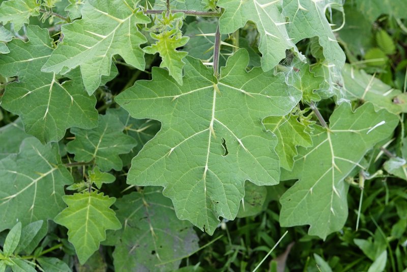 Surattense Nightshade photo 5
