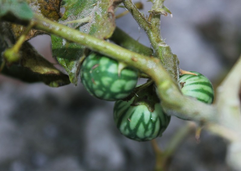 Surattense Nightshade photo 6