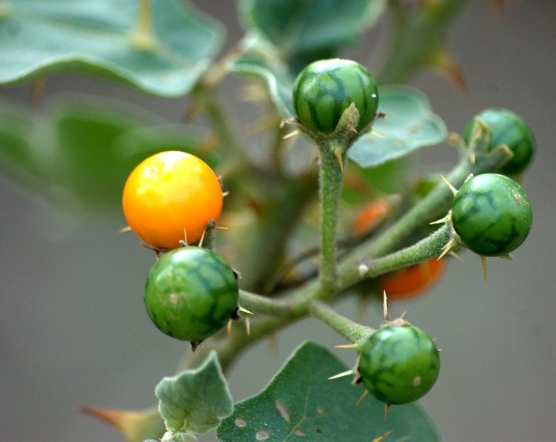 Surattense Nightshade photo 7