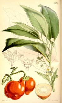Green Nightshade