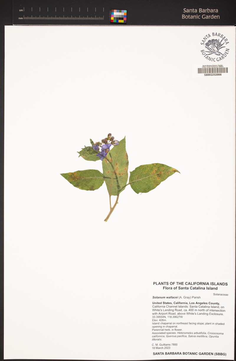 Catalina Nightshade photo 2