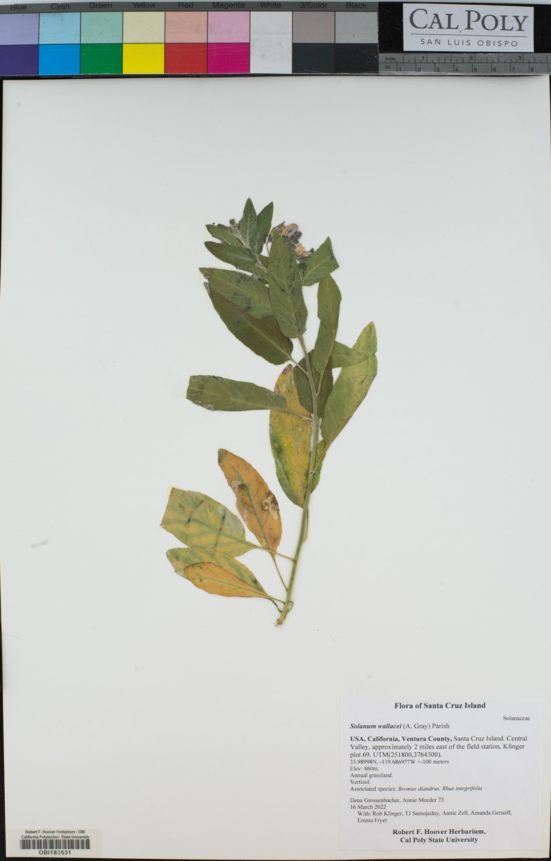 Catalina Nightshade photo 3