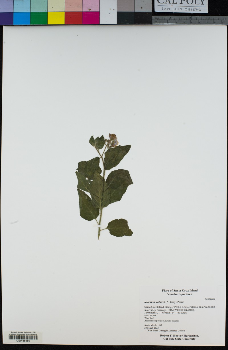Catalina Nightshade photo 4