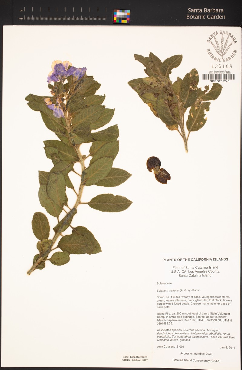 Catalina Nightshade photo 5