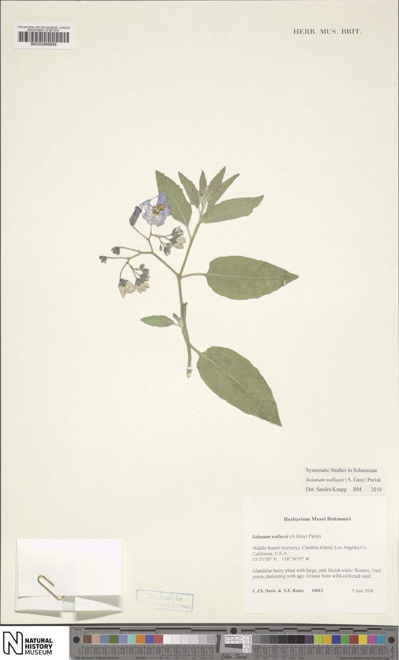Catalina Nightshade photo 6