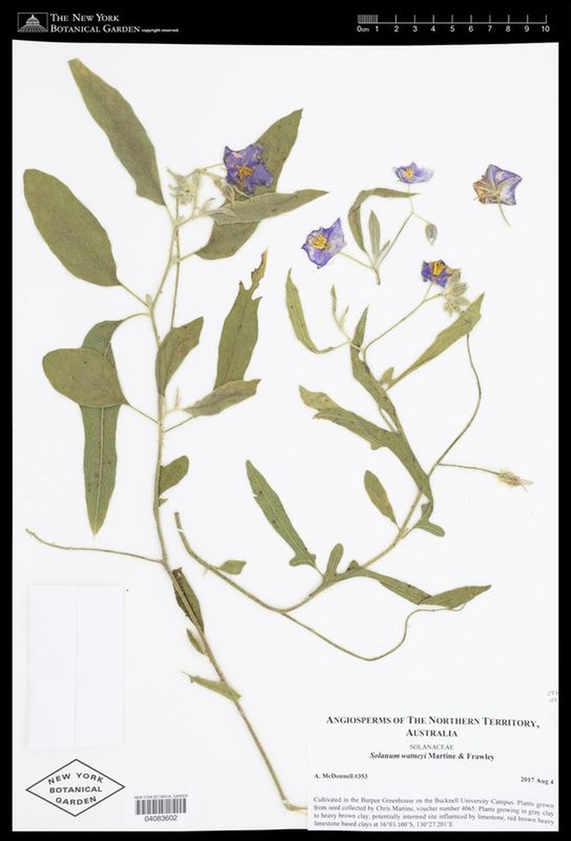 Solanum watneyi