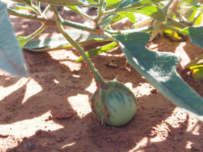 Solanum watneyi photo 2