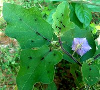 Giant Potatocreeper