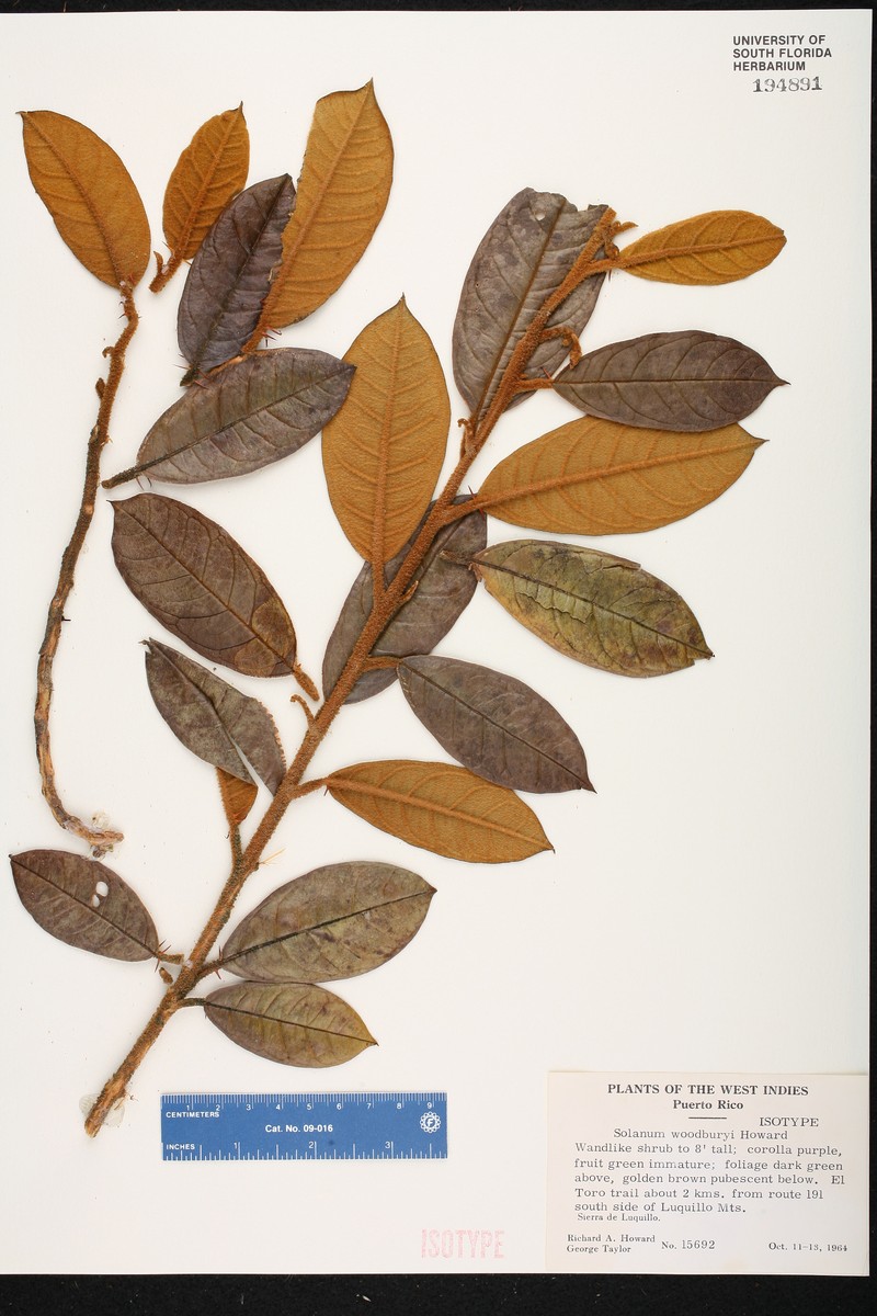 Woodbury's Nightshade photo 2