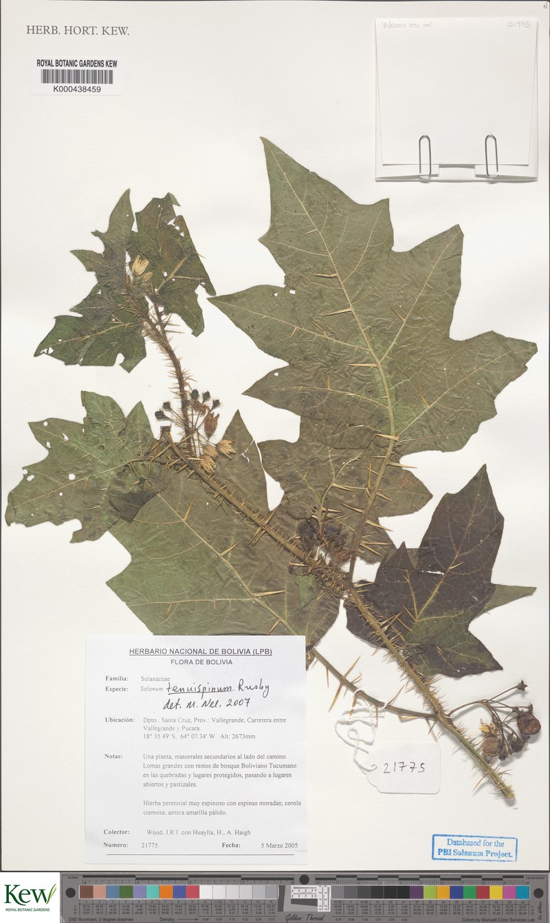 Solanum woodii