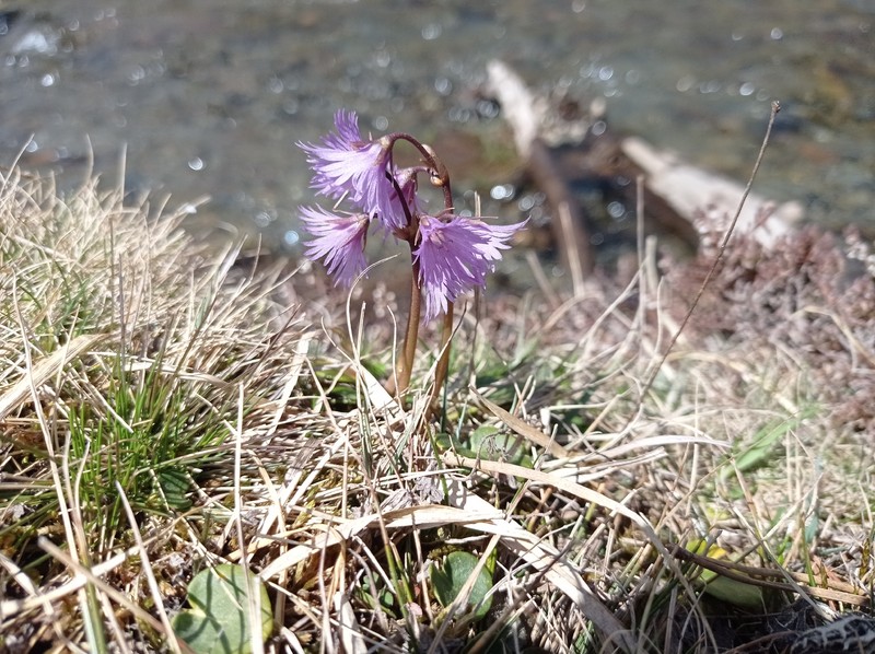 Soldanella alpina subsp. alpina