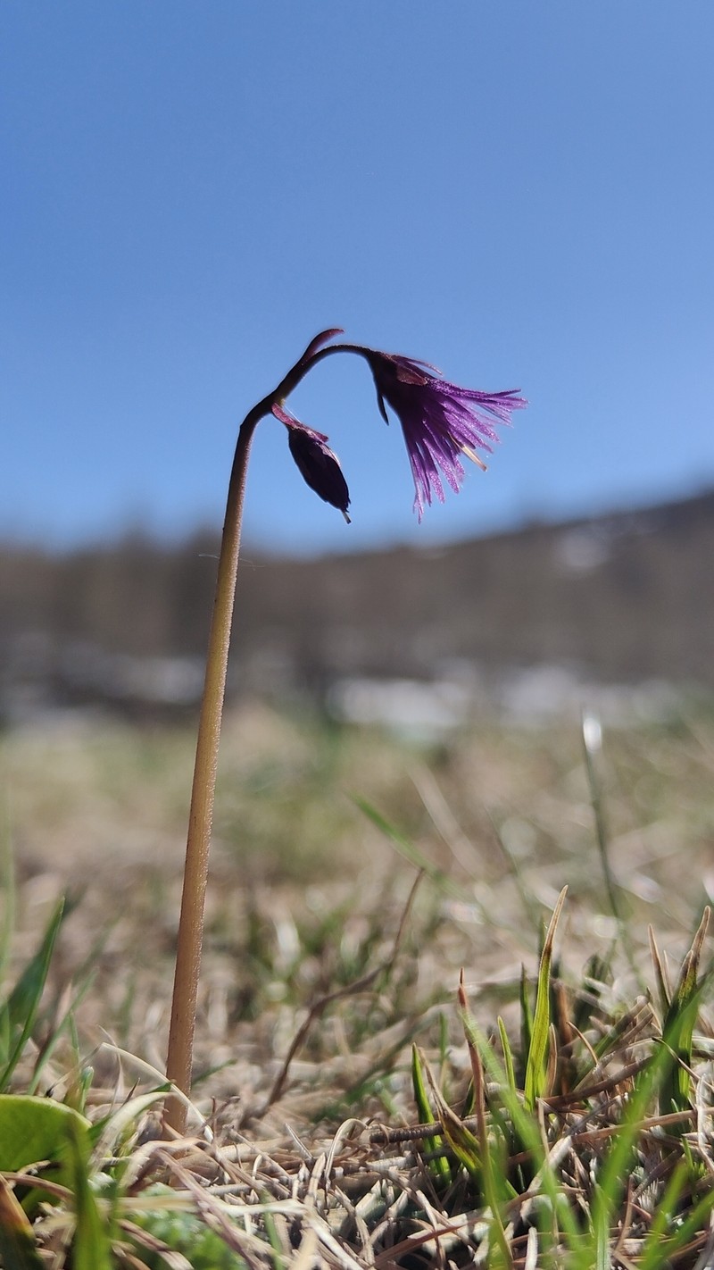 Soldanella alpina subsp. alpina photo 2