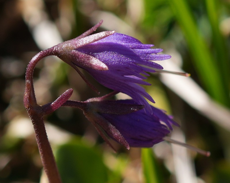 Soldanella alpina subsp. alpina photo 3
