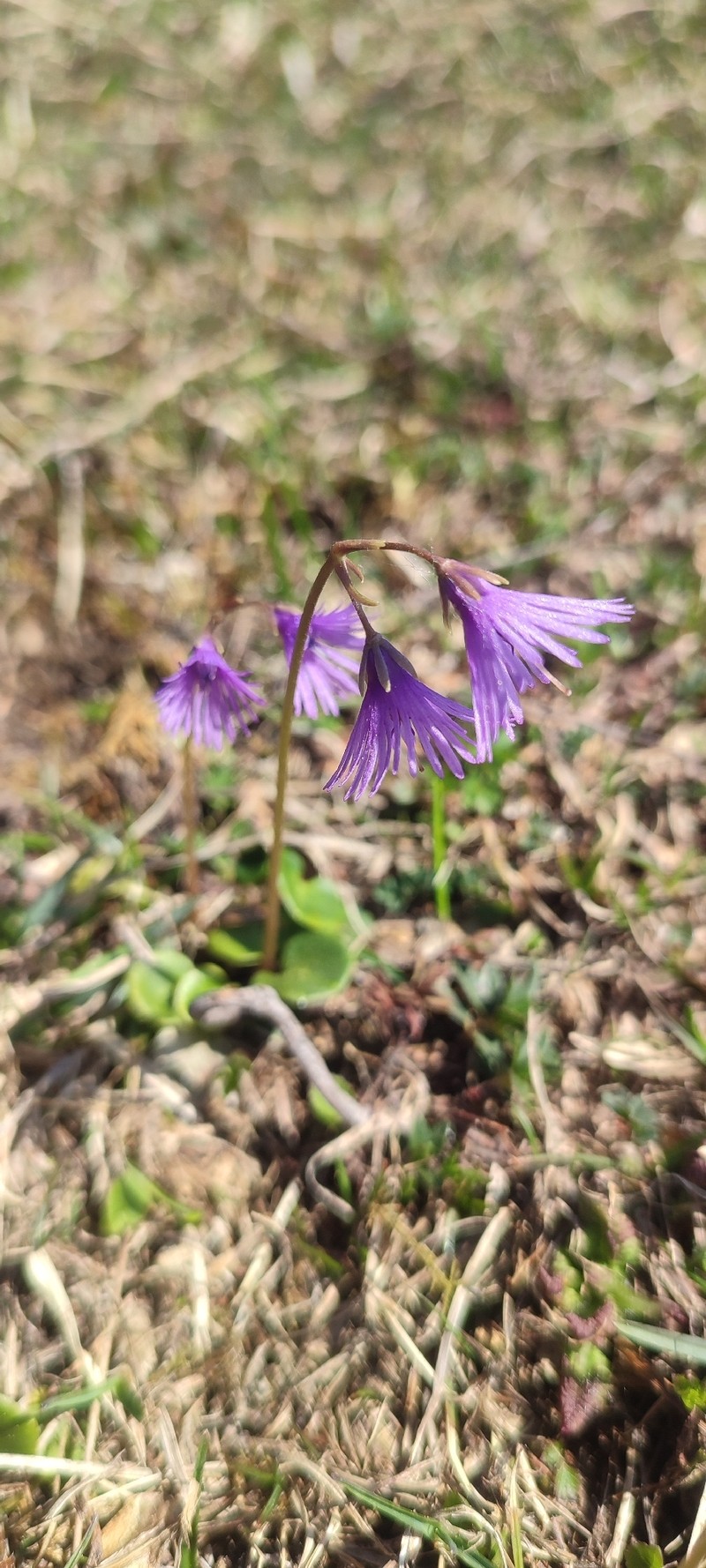 Soldanella alpina subsp. alpina photo 4