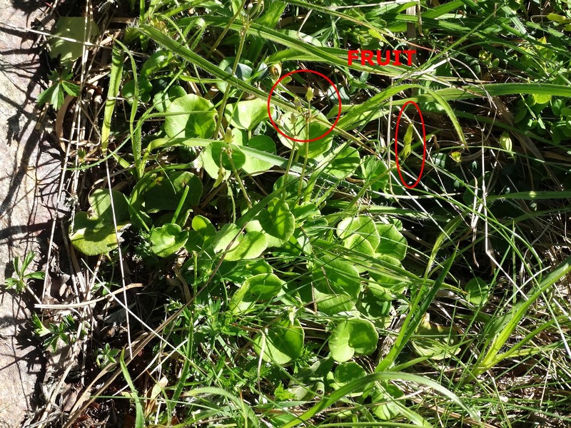 Soldanella chrysosticta subsp. chrysosticta
