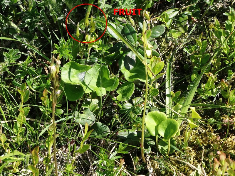 Soldanella chrysosticta subsp. chrysosticta photo 3