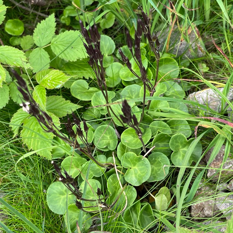 Soldanella haretii