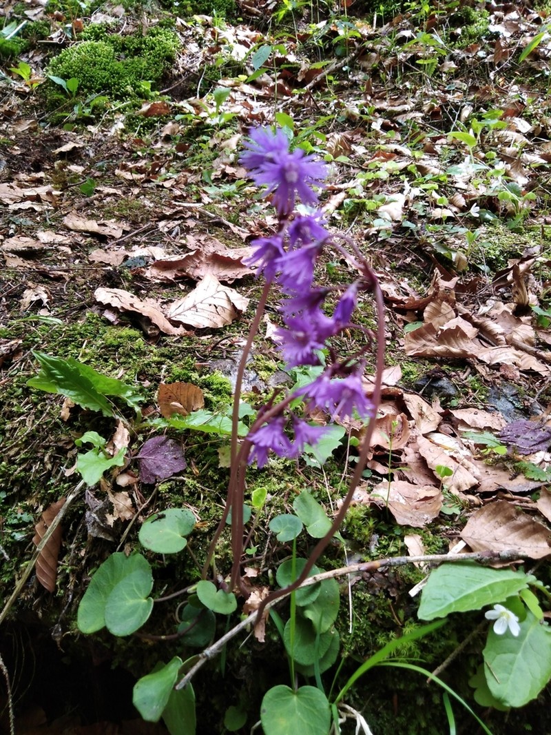 Soldanella haretii photo 2
