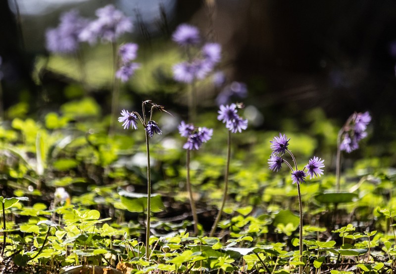 Soldanella haretii photo 4