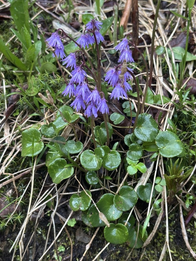Soldanella haretii photo 5