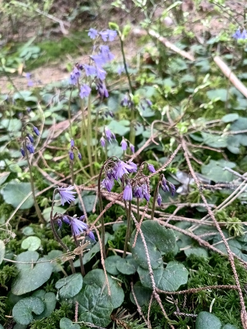 Soldanella haretii photo 6