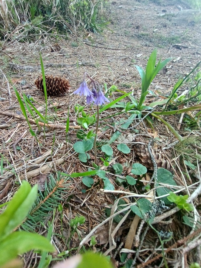 Soldanella haretii photo 7