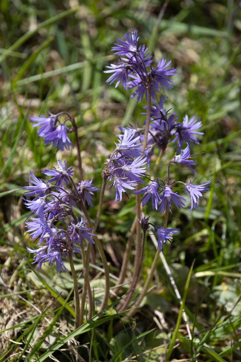 Soldanella haretii photo 8