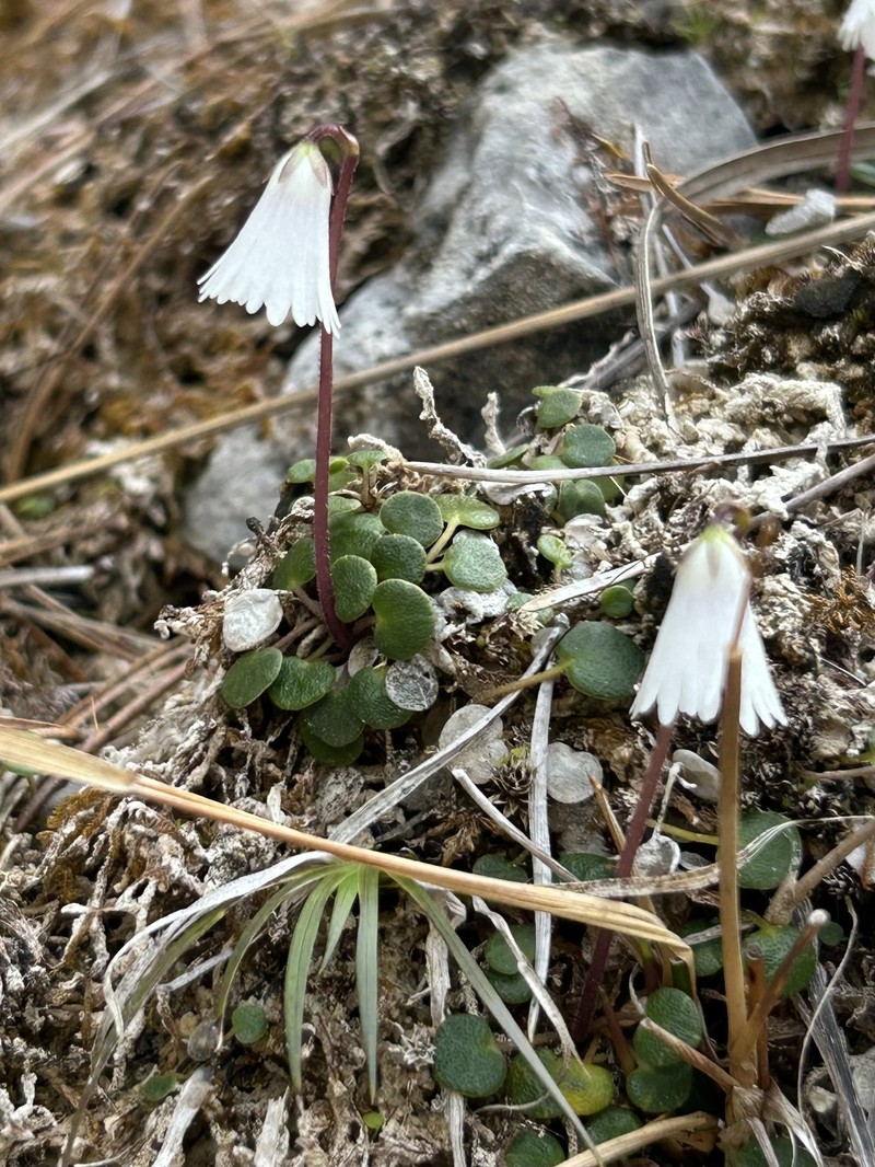 Soldanella minima subsp. minima