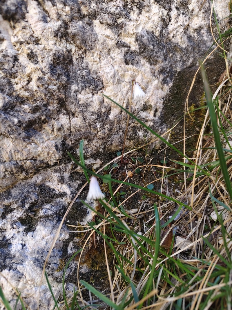 Soldanella minima subsp. minima photo 2