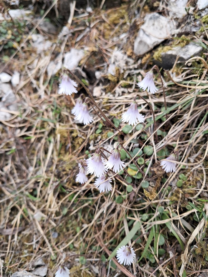Soldanella minima subsp. minima photo 3