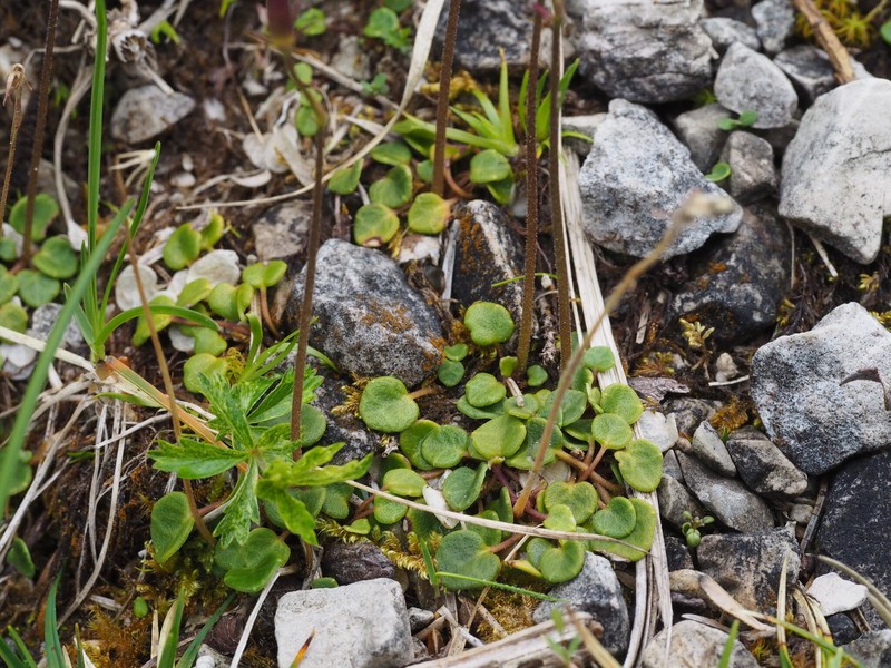 Soldanella minima subsp. minima photo 4