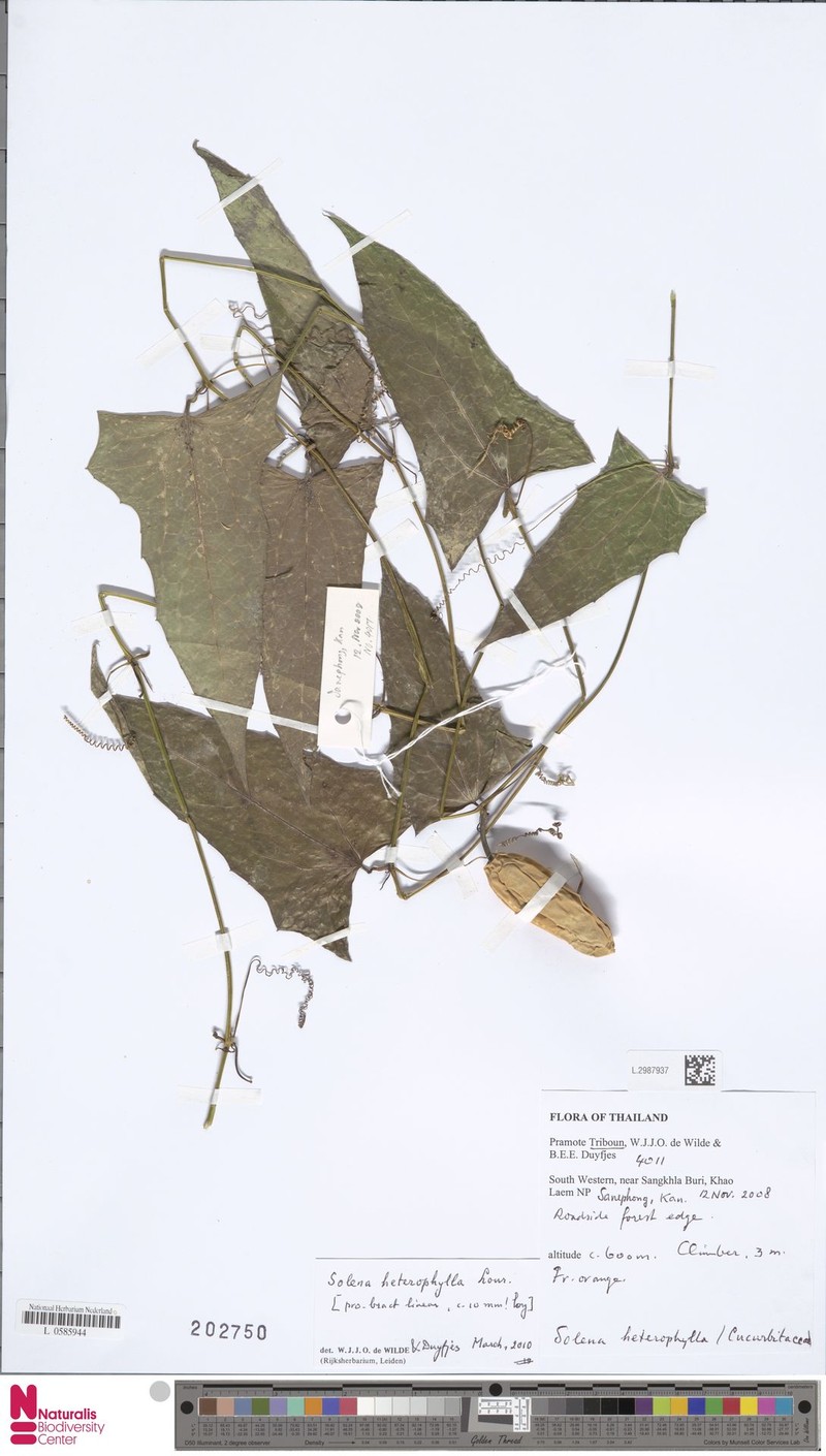 Solena heterophylla subsp. heterophylla