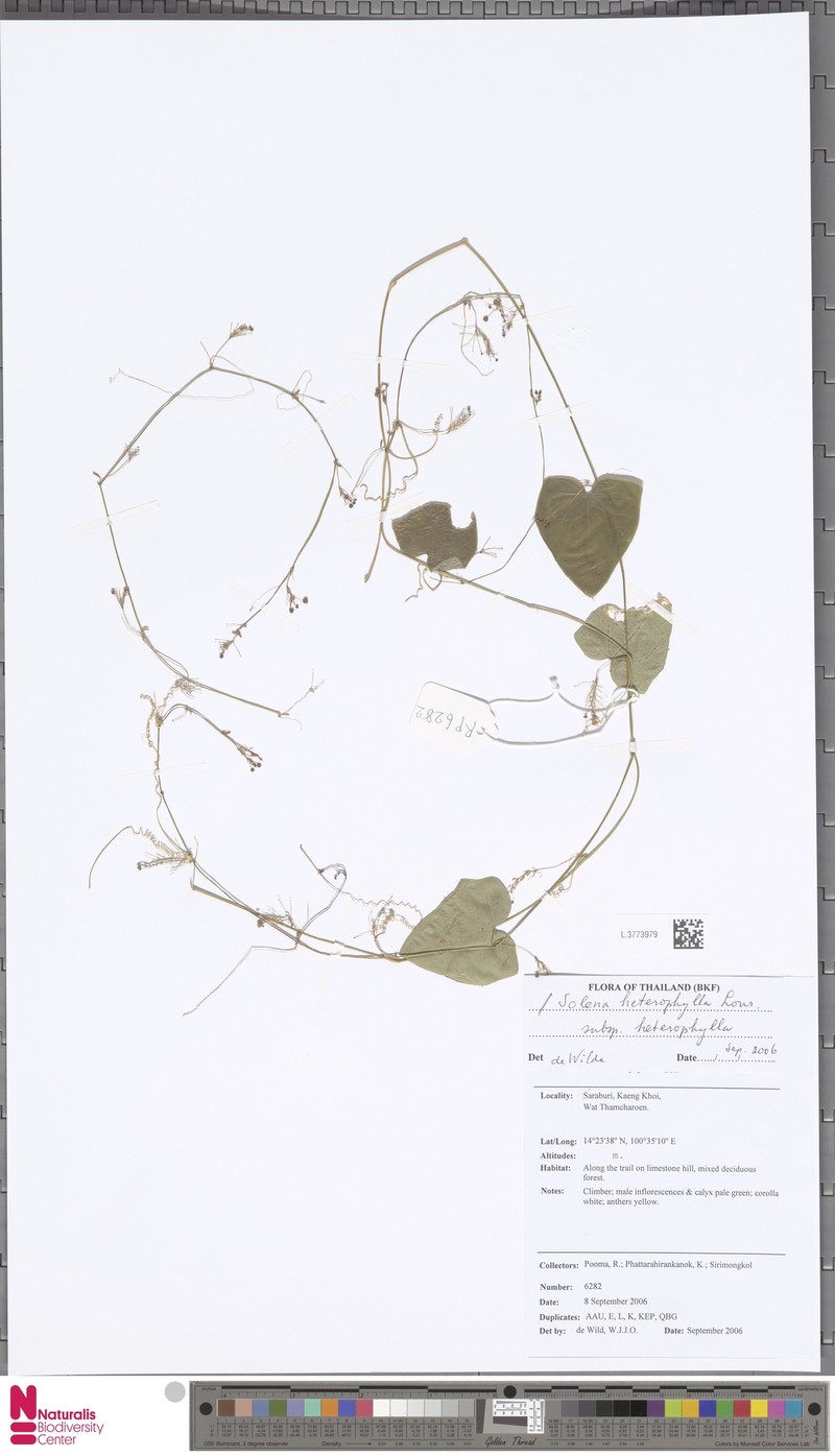 Solena heterophylla subsp. heterophylla photo 2