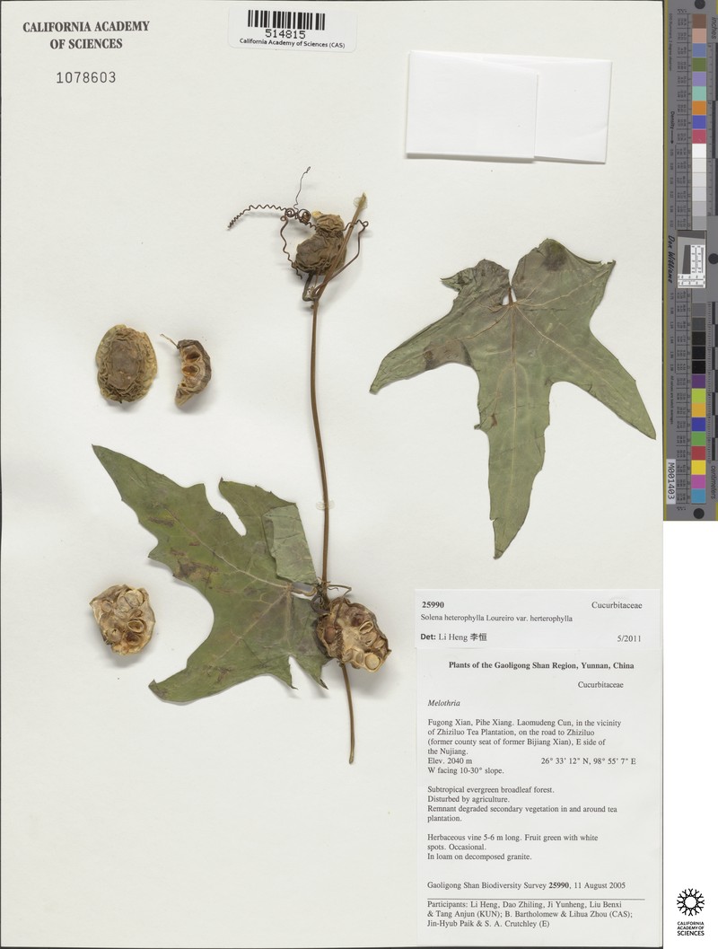 Solena heterophylla subsp. heterophylla photo 3