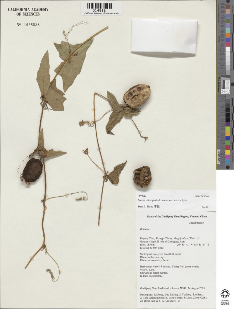 Solena heterophylla subsp. heterophylla photo 4