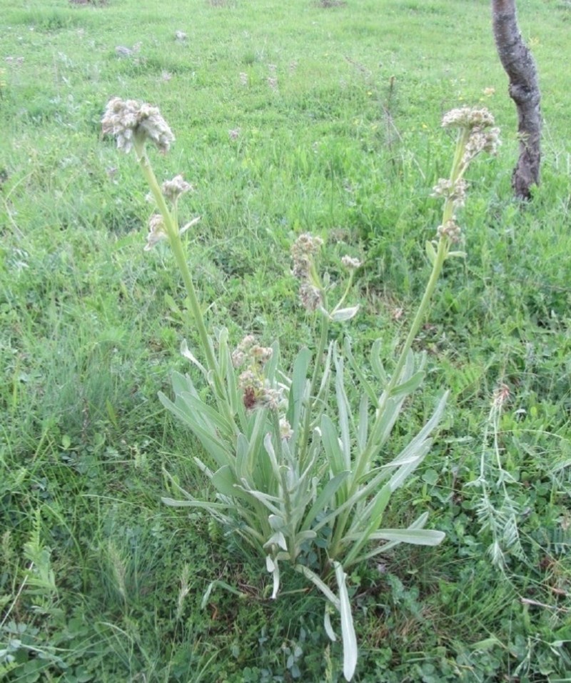 Solenanthus abayi