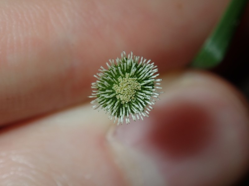 Solenogyne bellioides