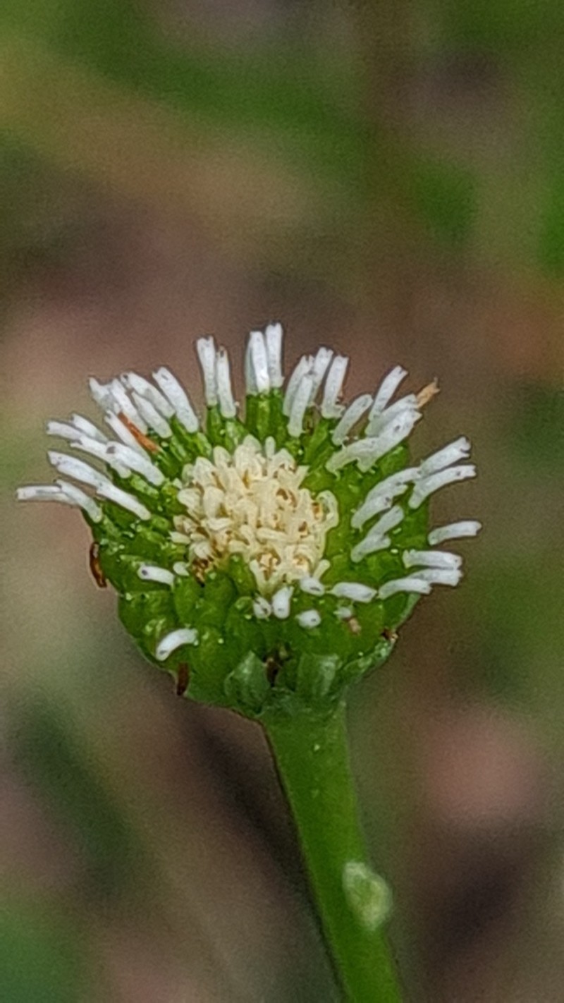 Solenogyne bellioides photo 3